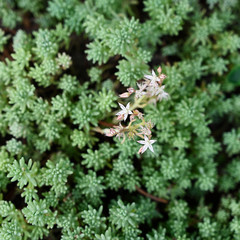 Tiny white flowers of alpine plant in nature.