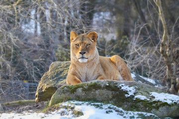 Fototapeta na wymiar Watchful lioness surveys the surroundings.