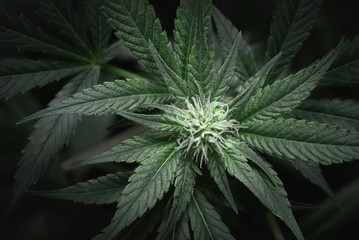 cannabis leaves and buds background