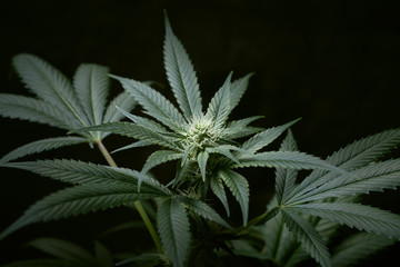 Naklejka na ściany i meble cannabis leaves and buds background