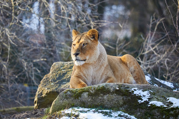 Watchful lioness surveys the surroundings.