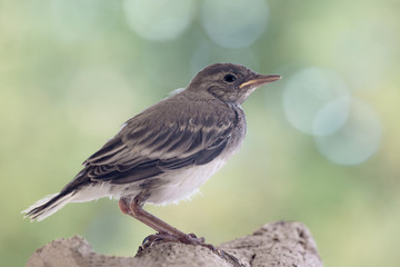 Backlight in the woodland, closeup of white wagtail (Motacilla alba)