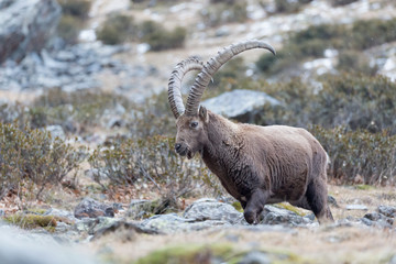 A beautiful beast, the king of Alps mountains (Capra ibex)