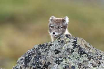 Arctic Fox hiding behind a rock