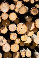 pile of wood