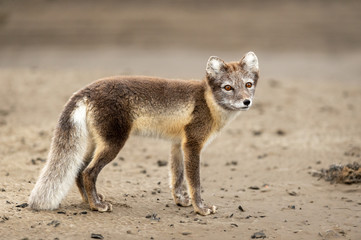 Arctic Fox on the beach