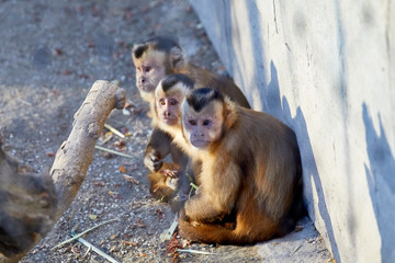 Young cute capuchin monkeys dozing.