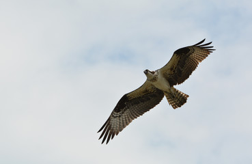 Osprey in flight