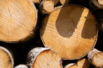 logs of wood