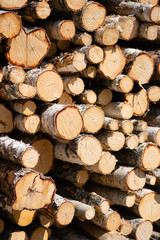 pile of wood