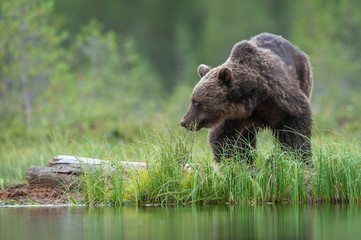 Brown Bear looking at the water edge