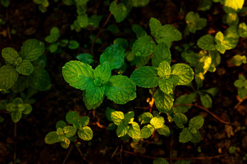 Fototapeta premium Peppermint Raw Vegetable