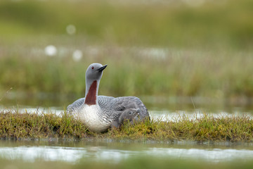 Red-throated loon with young one
