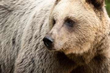 Closeup on brown bear fur