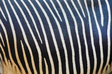 Fototapeta na wymiar Beautiful zebra pattern as a close-up.
