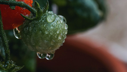 Gotas de Agua sobre tomate verde - 281248651