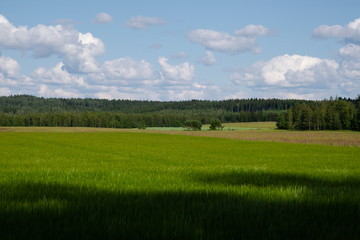 green field and blue sky
