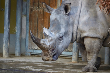 Fototapeta premium Beautiful big rhino while dozing.