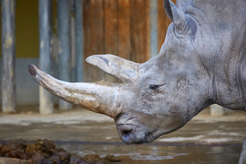 Beautiful big rhino while dozing. © Composer