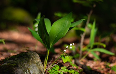 Blossoming lilies of the valley in a sunny forest.