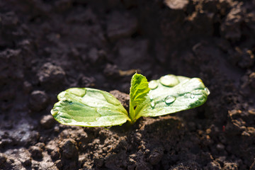 Young pumpkin seedling grows on the ground. Droplets of water glisten on green leaves of pumpkin...