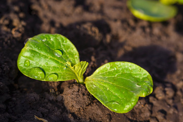 Young pumpkin seedling grows on the ground. Droplets of water glisten on green leaves of pumpkin seedlings