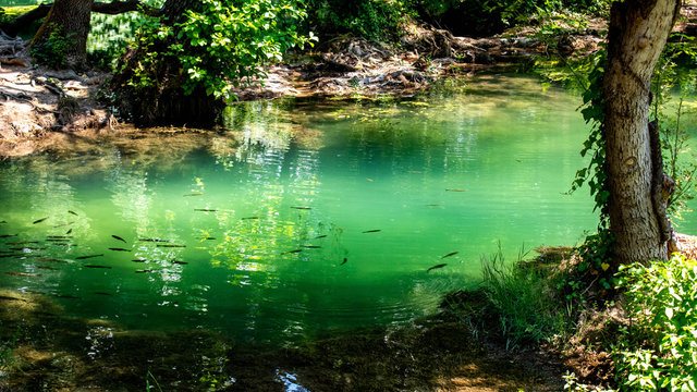 Fische am Wasserfall Krka