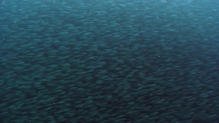 School of fish in underwater ocean of Philippine. Group fish of one species and beauty of underwater wildlife in marine life world of Philippine Sea. Relaxing video about nature, sea and ocean life.