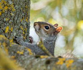 Squirrel