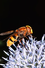 Hornissenschwebfliege, Volucella zonaria, Große Waldschwebfliege, Riesen-Hummelschwebfliege, Insekt, Makro, Tier