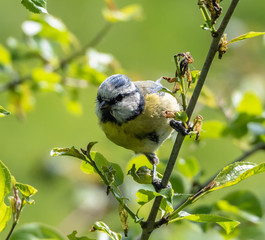 Blue Tit