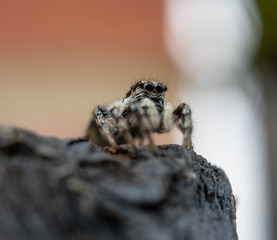 Macro Zebra Spider