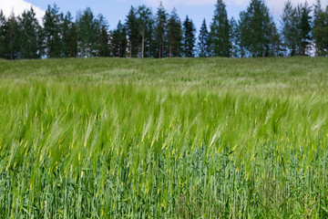 field of green wheat