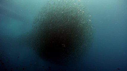 School of fish glitters and shimmers in rays of sunlight underwater. Group fish of one species in underwater marine life world of Philippine Sea.