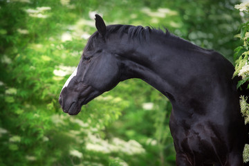 Fototapeta na wymiar Black Horse portrait on spring blossom trees