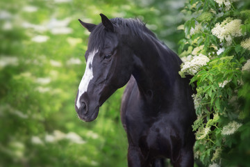 Obraz premium Black Horse portrait on spring blossom trees