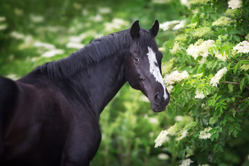 Black Horse portrait on spring blossom trees