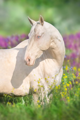 Close up cremello horse portrait in flowers meadow