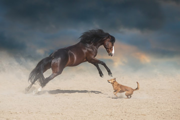 Beautiful bay horse with long mane run and play with dog in desert dust