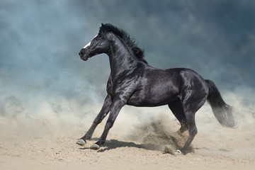 Horse run gallop in desert dust against dramatic dark sky