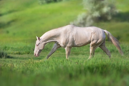 Akhal teke horse run on green spring field