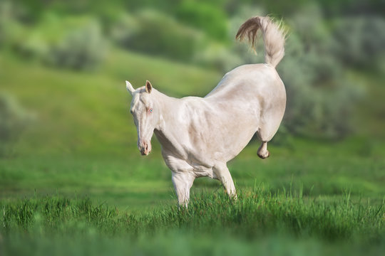 Akhal teke horse run on green spring field