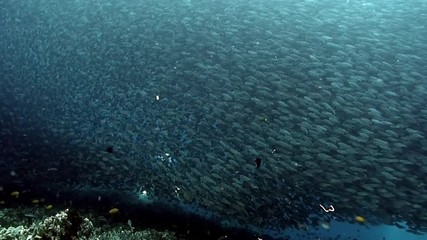 School of fish glitters and shimmers in rays of sunlight underwater. Group fish of one species in underwater marine life world of Philippine Sea.