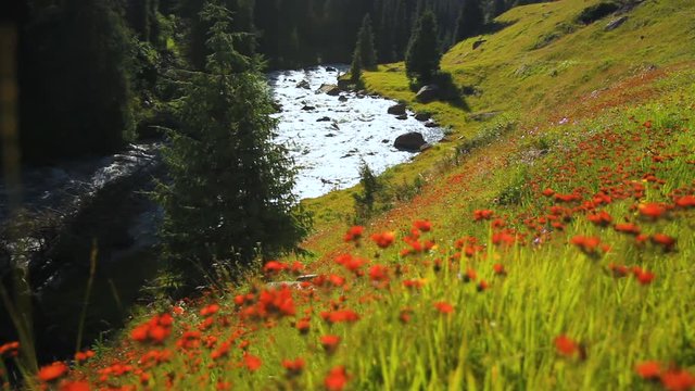 Beautiful mountain landscape with flowers and mountain river