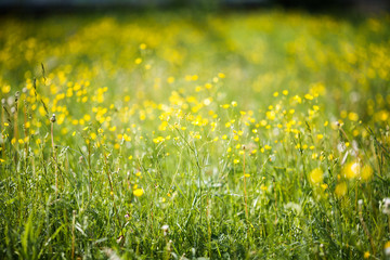 Bright scenic background with small yellow flowers and green grass on a warm sunny day.