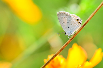 Closeup Butterflies are on branches in nature.