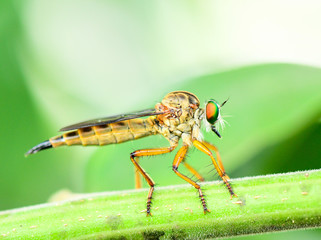 Closeup Dragonflies are on the branches in nature.
