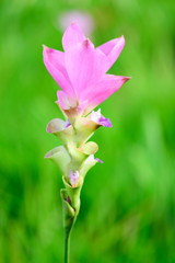 Closeup Siam Tulip in nature.