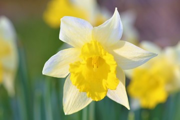 A Spring Daffodil in the garden.
