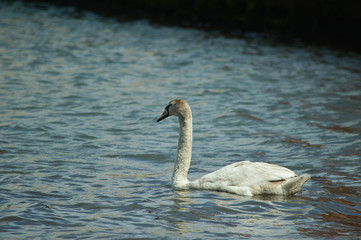 Swan of the Slottsskogen lagoon in Gothenburg in spring.
